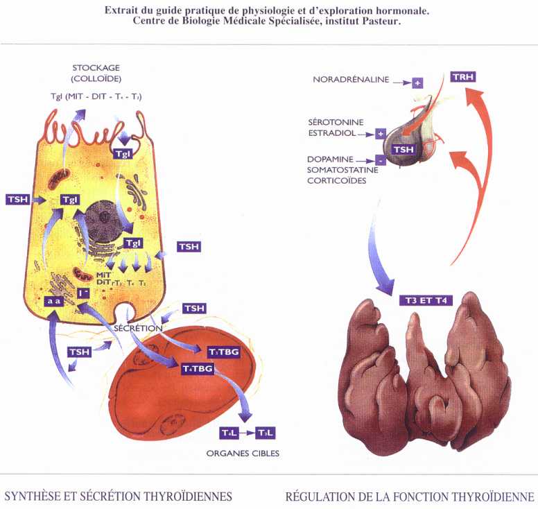 Endocrinologie CCNet ; guide pratique de physiologie et d'exploration hormonale© Copyright G5D/123 