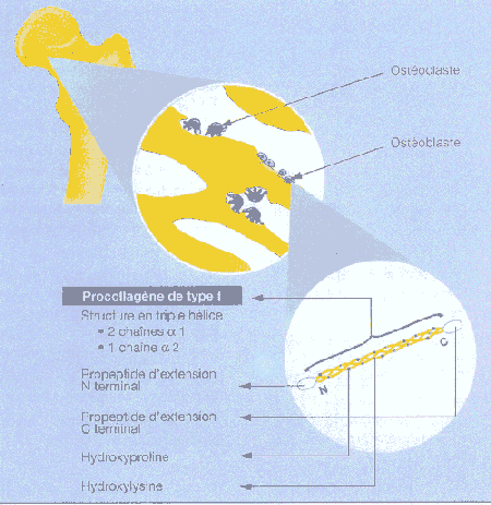 Endocrinologie CliniCharm - Eurobiologiste