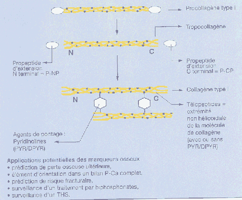 Endocrinologie CliniCharm Eurobiologiste  
